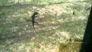 Anole