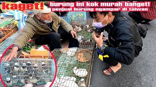 inilah harga burung di luar negri burung murah harga mahal burung mahal harga murah