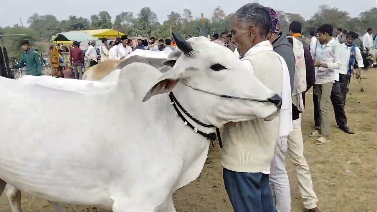बरघाट बैल बाजार | 28/12/2024  बरघाट पशु मंडी
