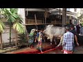 Biggest Shibbi Bull Grounding Time Qurbani |2017 Dhaka Bangladesh|