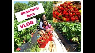 VLOG Strawberry picking |  قطفنا فراولة من المزرعة ووصفة مربى الفراولة