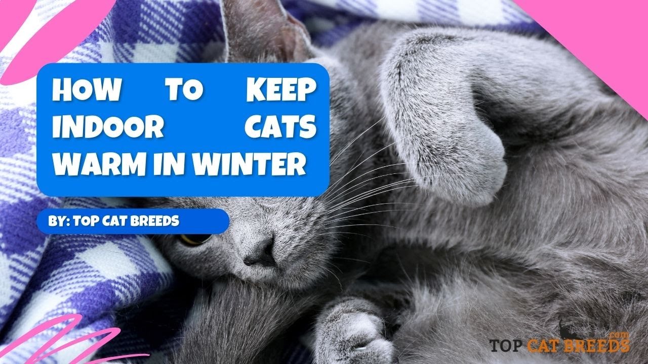 Essential Tips to Keep Your Indoor Cat Cozy This Winter!