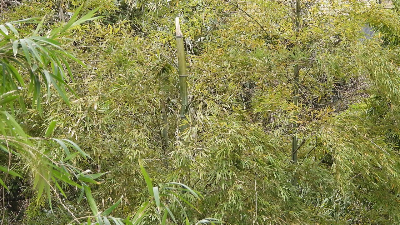 Shotgun Mic with Windscreen 3.5mm Jack Nikon P1000　+ Veksun Tikysky  bird song warblers DSCN7465