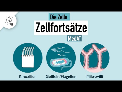 Video: Warum Flagellen beweglich sind?