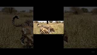 The hunt in action:Leopard caught a deer #leopard #leo #deerhunting #hunting