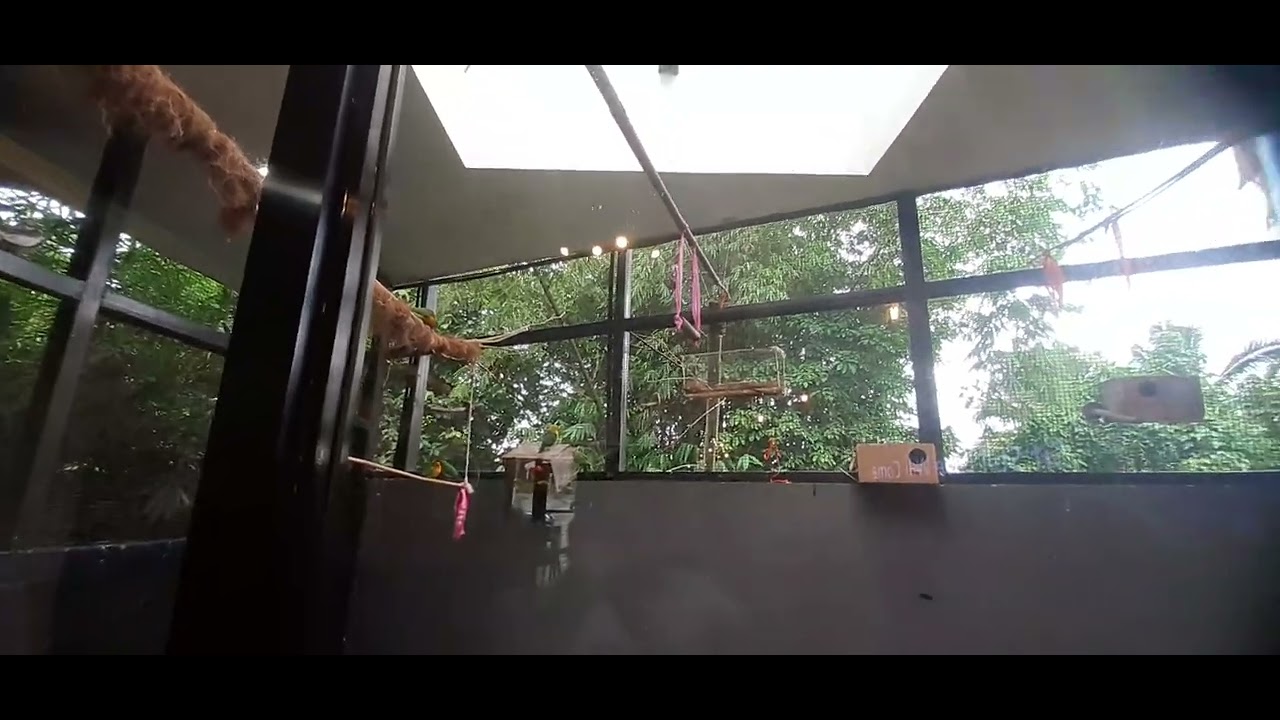 Here are some parrots in the yard from El Sergio Cafe and Restaurant. (4)