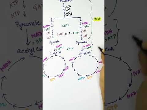 Wideo: Ile ATP powstaje w cyklu kwasu cytrynowego?