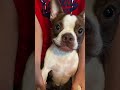 Gizmo the Boston!!
