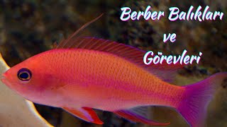 Berber Balıkları Ve Görevleri