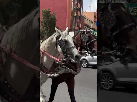 ترند المشاهير اكسبلور Caftan Mariage جلابه