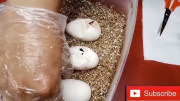BALL PYTHON EGG CUTTING PHILIPPINES | OUR FIRST EVER SUCCESSFUL CLUTCH | MOJAVE X LESSER