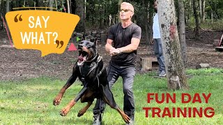 Favourite day of a week for our Cane Corso dogs & one cool Doberman #canecorso #dogtraining #dog by Ivy League Cane Corso Kennel 1,687 views 8 months ago 1 minute, 49 seconds
