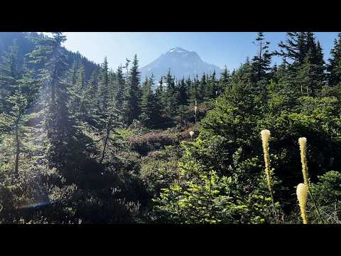 4K UHD) HIKING Spruce Tree Wonderland to Upper Alpine Meadow