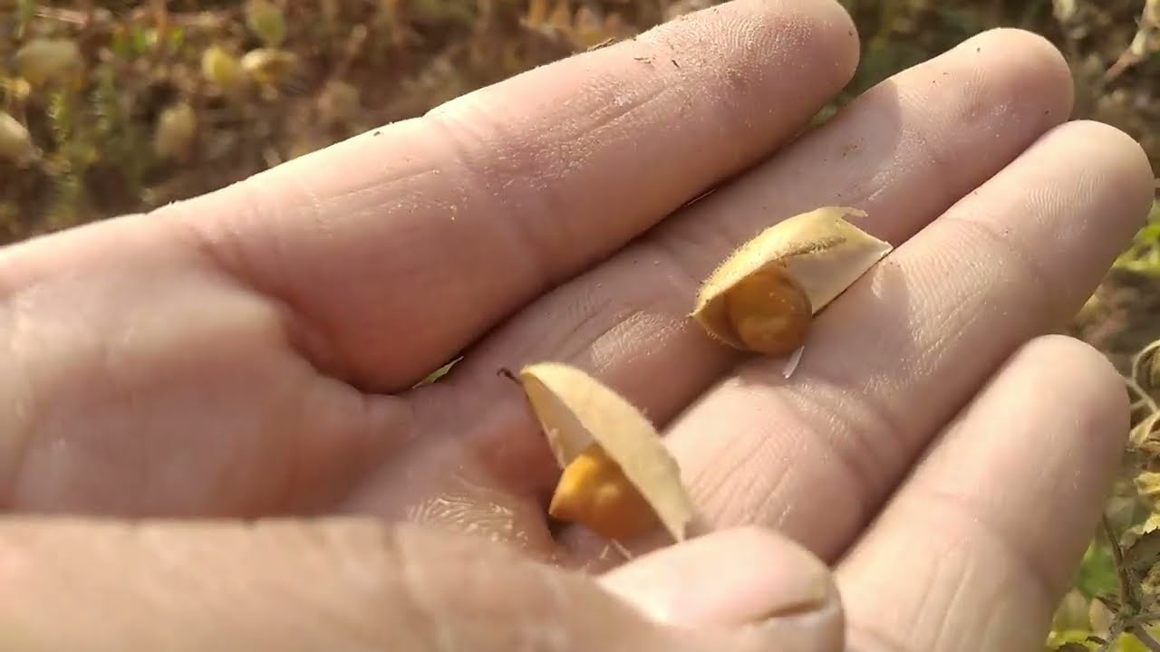 ચણા માં કેવો ફાલ છે #viral #vlog #viralvideo #gujrativlog #farmingvideos #farming