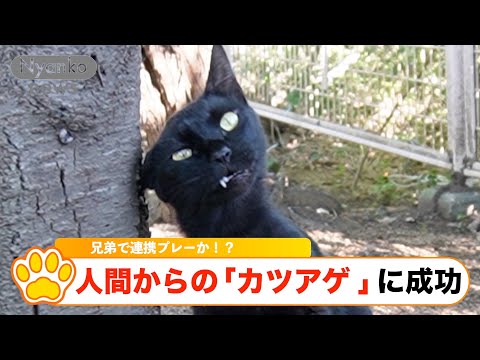 『人間からのカツアゲに成功　兄弟で連携プレーか！？』