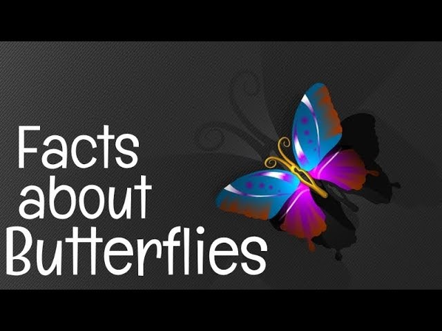 Butterflies – Butterfly Facts for Kids – Twinkl USA