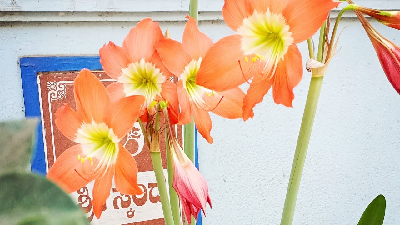 How to propagate and grow Amaryllis super easily The best summer