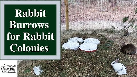 DIY RABBIT BURROWS FOR MEAT RABBITS! Find out how we built rabbit burrows for Rex and New Zealands