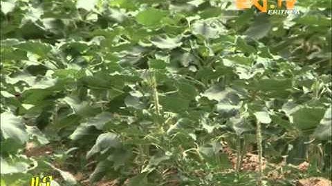 Eritrean TV - Successful Agriculture Development in Aligidir - Teseney - HQ