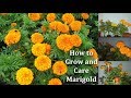 How to Grow and Care Marigold Flowers | Marigold More Blooming Tips // GREEN PLANTS