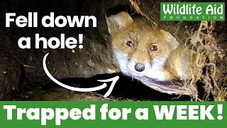 Young fox rescued after a WEEK trapped underground! by Wildlife Aid 25,518 views 9 months ago 3 minutes, 1 second