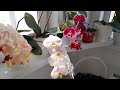 Цветение моих орхидей🥰🥰🥰 My orchids are blooming