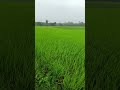 কি সুন্দর লাগছে, ওয়েদার