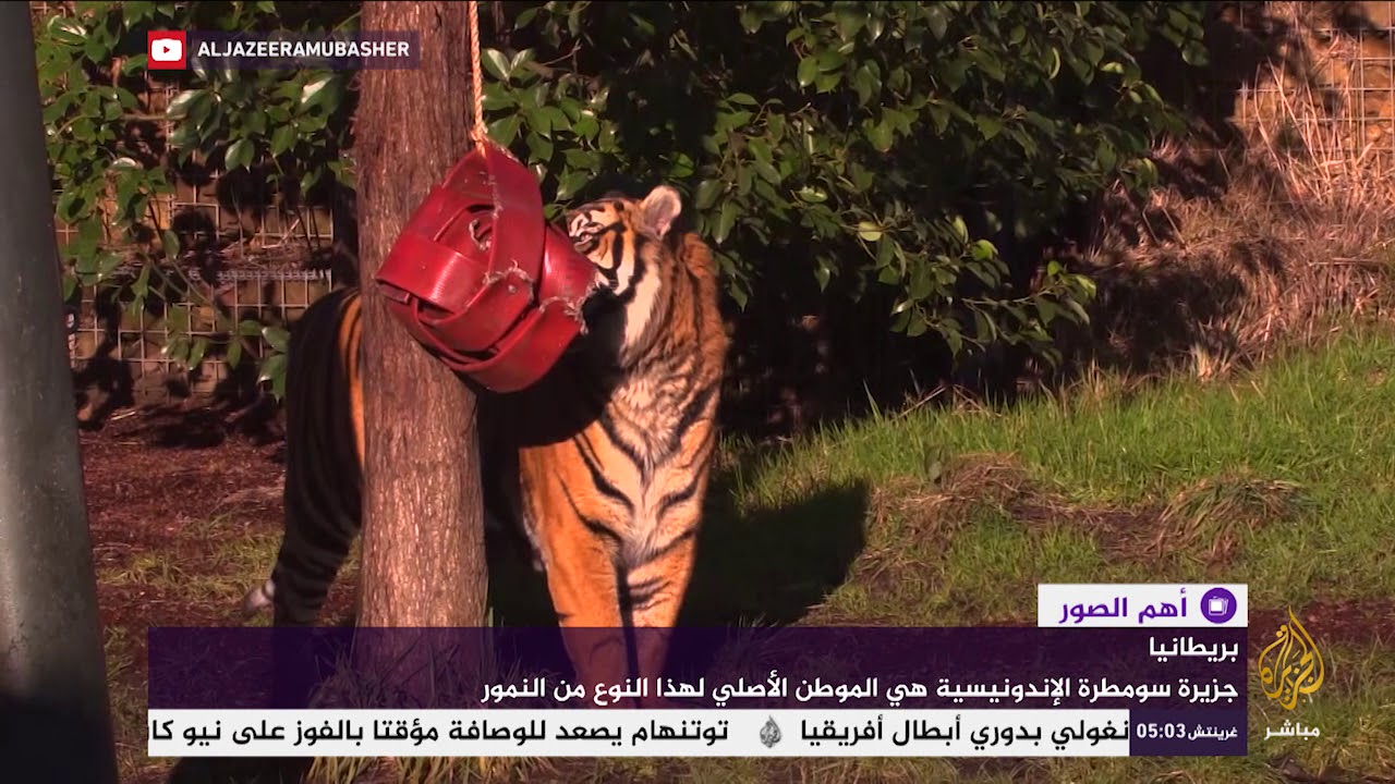بريطانيا تستقبل نمر مهدد بالانقراض