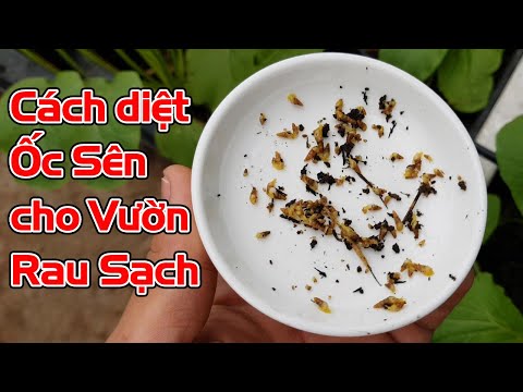 Video: 3 cách để bắt rắn