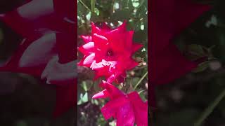 Wednesday June 17, 2026 Sammi Dorn gardening 👩🌾