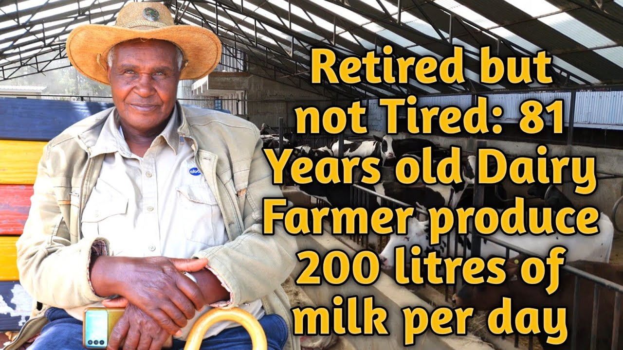 Meet Mr.Waitiki Who retired...Then Built a Dairy Empire at 81years #farming #dairyfarming 