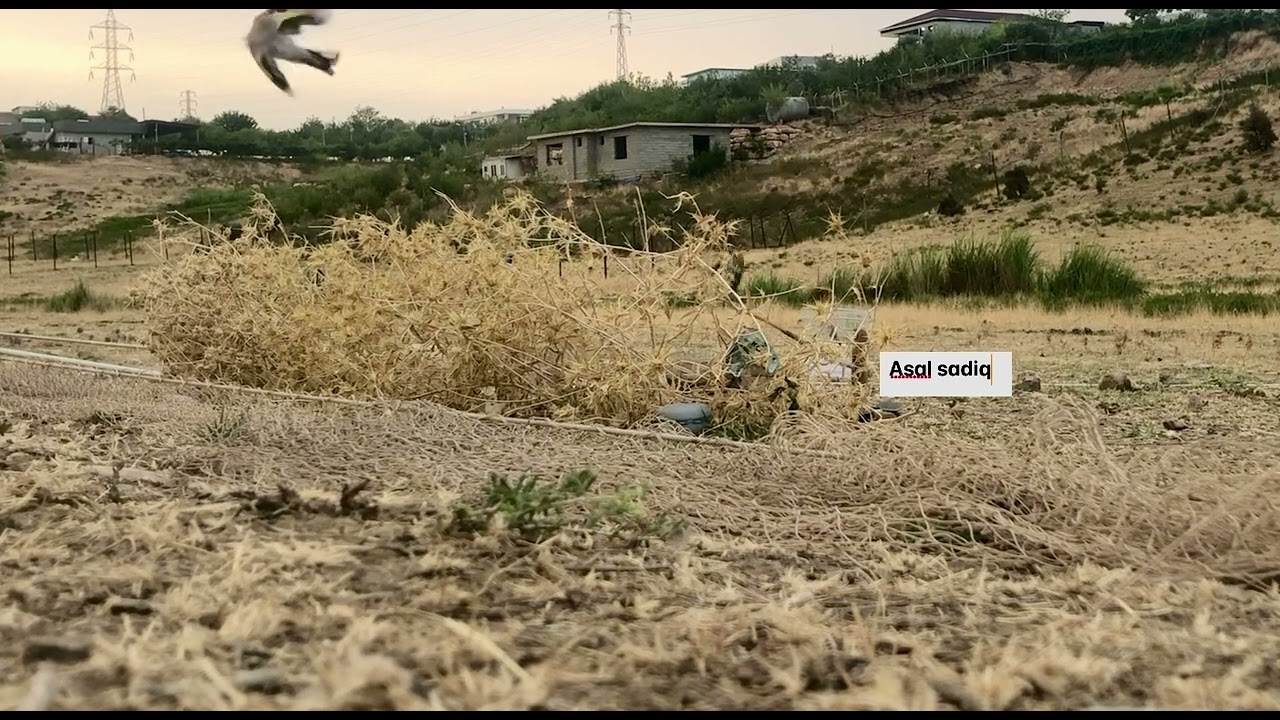 صيد فراخ حسون 2025