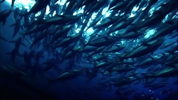 How Saving the Oceans Can Feed the World | Oceana