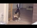 深夜にネズミを運んでたアザラシ