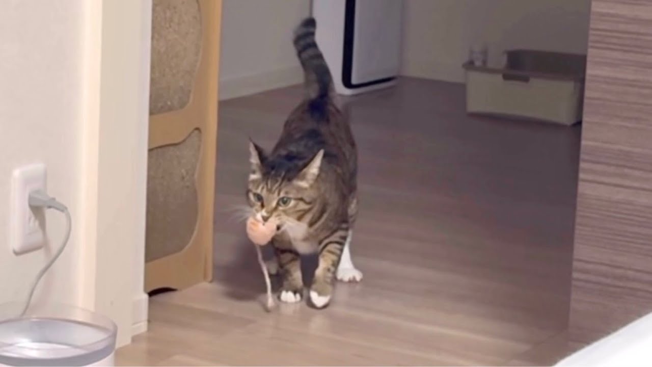 深夜にネズミを運んでたアザラシ - YouTube