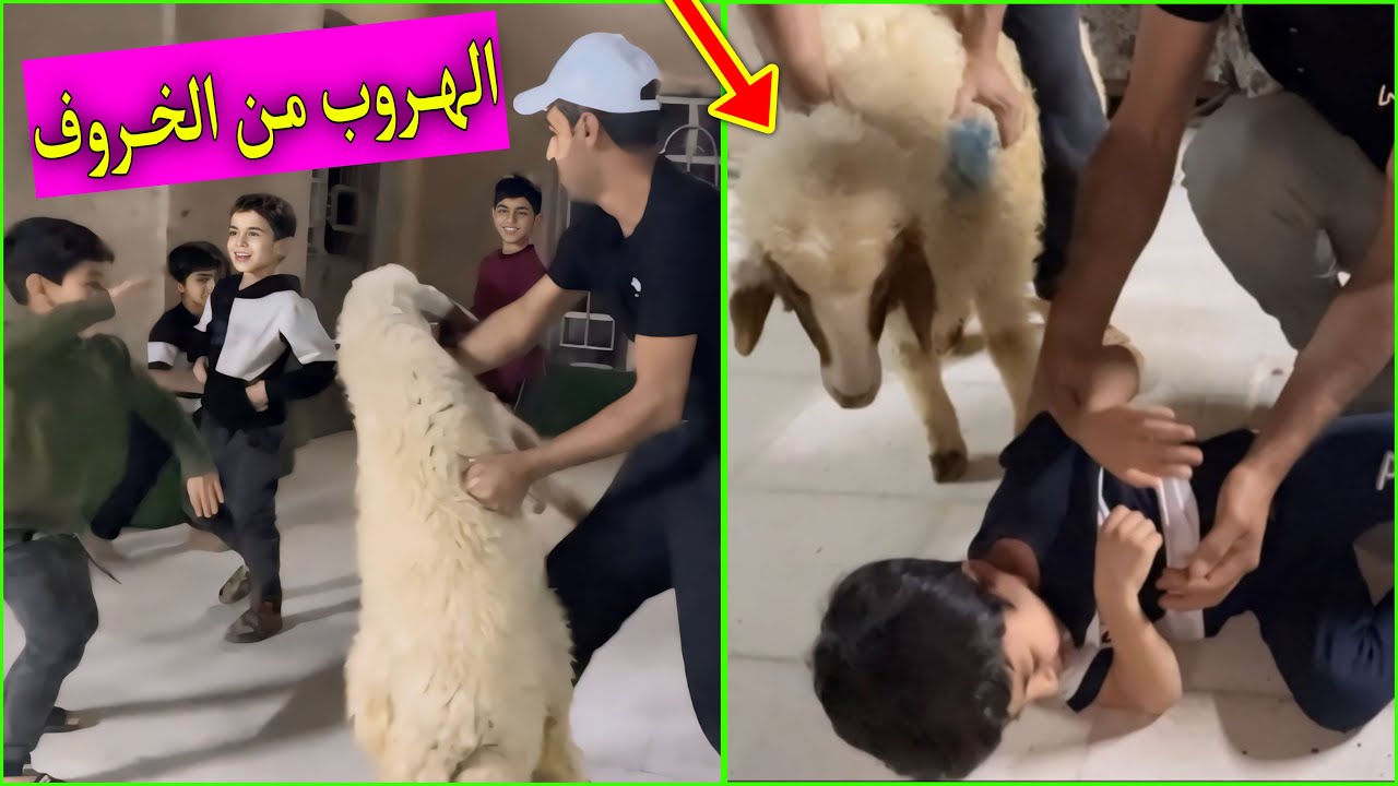 دانيال وجماعته خبلو الخروف ويمان تعارك ويه جاسم #لايك #واشتراكك  #يخلينه #نستمر