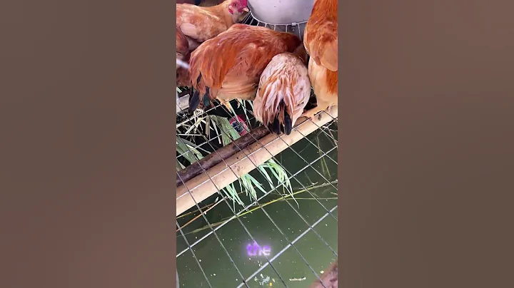 Genius Farming Hack: Chickens + Fish = Double Profit! 🐔🐟#shorts #shortsvideo