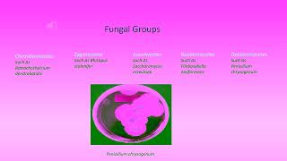 Details 2411 Chapter 8 Part 3 Fungi Fall 2026 Update