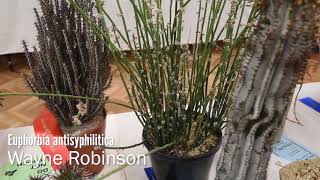 Succulents Identification: Euphorbia Antisyphilitica screenshot 4