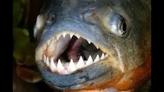 Top 10 Facts About Piranha