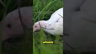 The Chicken Coop That Cleans Itself 🐔🚜