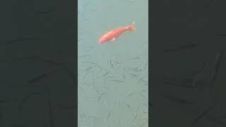 Koi fish found in Tai Tam Reservoir in Hongkong.. Be amazed