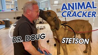 Rhodesian Ridgeback: TAIL & PELVIS 'OUT' AFTER 8 HOURS IN A PLANE ✈ [PART 1 of 3]