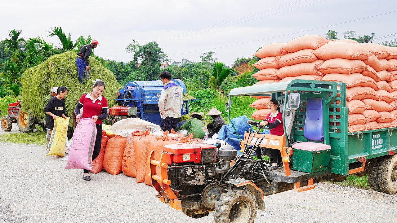 Use Truck Transport Rice and Thresher Machine in Harvest Season - Farm ...