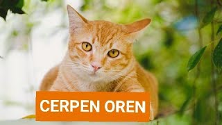 CERPEN OREN : KOMSAS TING 1