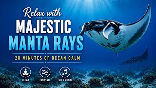 Relax with Majestic Manta Rays | 20 Minutes of Ocean Calm