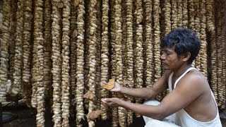 How Assam makes its Muga silk