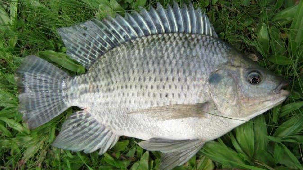 100% Alami Umpan Ikan Mujair Paling Joss!!!
