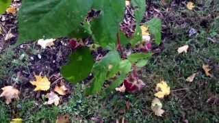 The Yard Waitn For Snow...