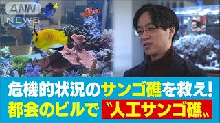 人工サンゴ礁で　海の未来を救う　高倉葉太(2022年2月5日)